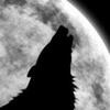 [Actualité] Edition du Loup Hurlant