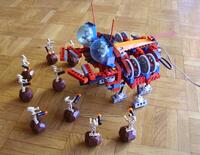 crab_05