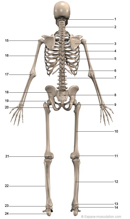 squelette-anatomie-dos4
