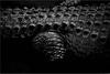 Crocodile tricéphale